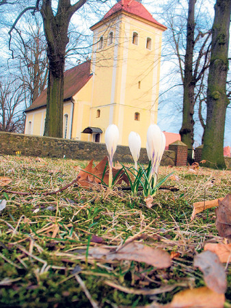 Auch auf der Welzower Dorfaue vor der altehrwürdigen Kreuzkirche sind in den vergangenen Jahren viele Krokuszwiebeln in den Boden gekommen. Ab März verwandelt sich die Fläche in ein Blütenmeer Foto: T. Richter-Zippack