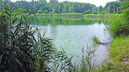 Sachsendorfer See: Sauberes Wasser, in Schilflücken schmale Zugänge für Nacktbader, drüben breiter Sandstrand