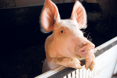 160910_orosen_hoffest_schwein