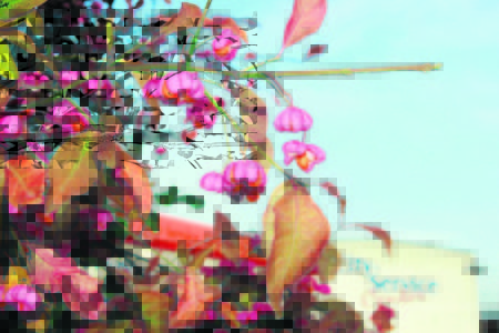 Markant in der Berliner Straße ist dieses Pfaffenhütchen, das jetzt im Herbst seine Früchte trägt