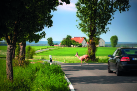 Ist Wild auf der Fahrbahn zu sehen, heißt es, schnellstmöglich richtig zu reagieren. Im Notfall hilft nur eine Vollbremsung Foto: hykoe/Fotolia/Itzehoer