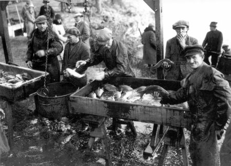 Teiche, Abfischen und alles über die Flossenträger stehen auch heuer im Mittelpunkt des traditionellen Abfischens in Peitz   Foto: Dietrich Kunkel