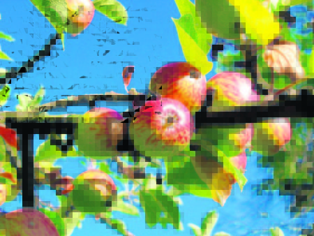 apple tree orchard apfelernte 54629.jpeg