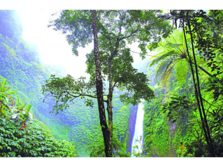 nature forest waterfall jungle