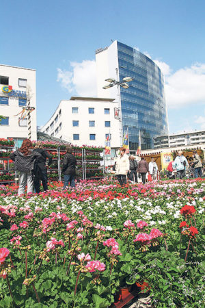 Geranienmarkt 2011 4