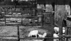 Spremberg: Schweinemast am Knappenweg im Jahr 1953