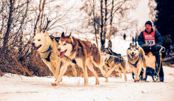 Spremberg: Schlittenhunde rennen