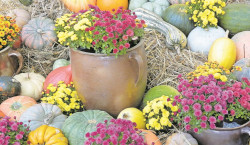 Das Niederlausitzer Heidemuseum lädt ein zum 18. Herbstfest