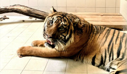 Tierpark Cottbus freut sich über neuen Tigerkater “Denar”