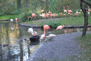 Cottbus: Flamingo Nachwuchs