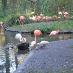 Cottbus: Flamingo Nachwuchs
