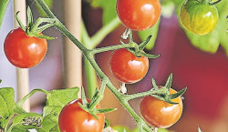 Tipps zum Tomatenanbau