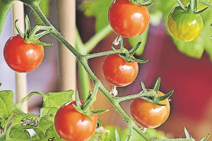 Tipps zum Tomatenanbau