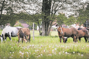 10 Jahre Pferdegeflüster in Kolkwitz