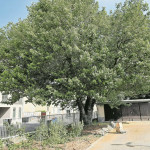 LWG hilft bei Schutz des ältesten Cottbuser Maulbeerbaums