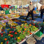 Frühlingsblumenverkauf auf Cottbuser Markt