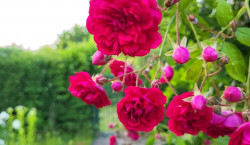 Rosen sind nicht nur schön, sondern auch klimafest und bienenfreundlich