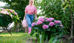 Hortensien bringen wieder Farbe in den Garten