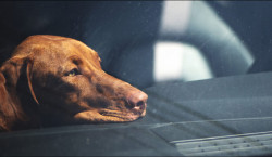 Hitzefalle für Hunde – Parkendes Auto, steigende Temperaturen