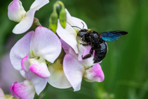 Blauschwarze Holzbiene ist Gartentier des Jahres 2022