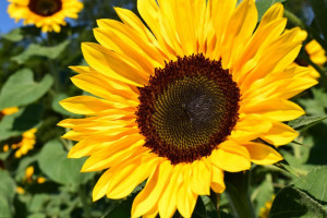 Die Sonnenblume bringt den Sommer in Haus und Garten