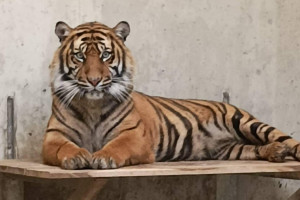 Tiger in Cottbuser Tierpark angekommen