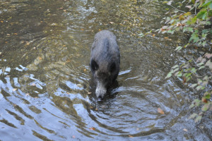 Afrikanische Schweinepest nähert sich Cottbus