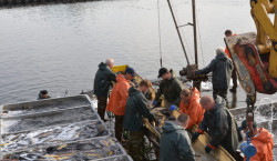 Großer Fischzug in Peitz am Hüttenwerk – Traditionelles Abfischen am Hälterteich