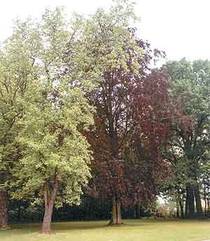 Umbau