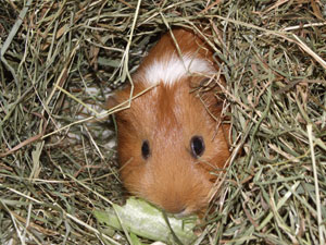 Meerschweinchen fressen immer