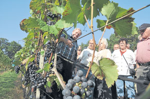 Hinauf in den sonnigen Weinberg