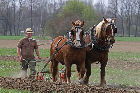 In Papitz wird wettgepflügt