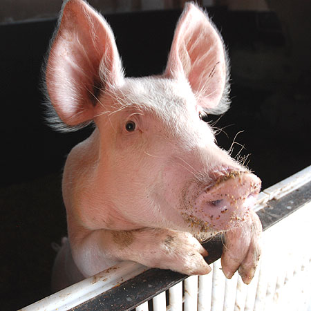 Die Sehnsucht nach regionalen  Produkten wächst immer stärker