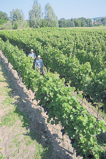 Heute ruft der Weinberg