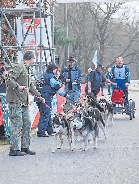 Teilnehmerrekord bei Hunderennen in Spremberg am 22.11.