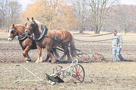 Starke Pferde pflügen in Papitz