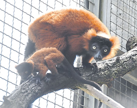 Senftenberg: Nachwuchs im Tierpark