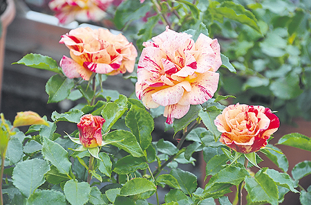 Pflanzen brauchen Liebe – Thema Rosengesundheit am 6. Juni