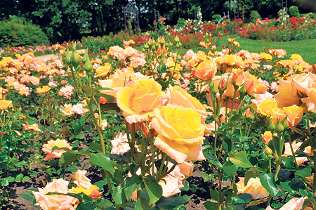 Folklorelawine im Forster Rosengarten erleben am 04.07.