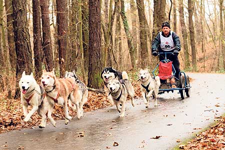 Schlittenhunde rasen am 21. und 22. November durch die Ratsheide