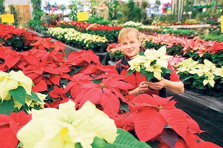 Floralia lässt am 28.11. eigene Sterne leuchten