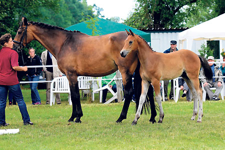 Fohlenschau in Kunersdorf bei Sonnenschein
