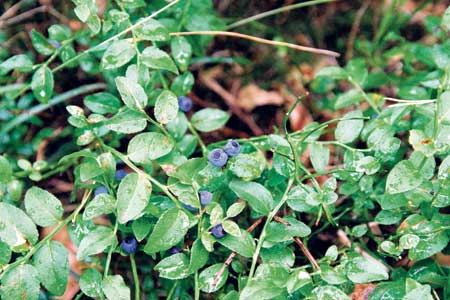 Lausitzer zieht es  in die Blaubeeren