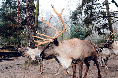 Das stattliche Rentier „Donner“ ist das ganze Jahr über brav