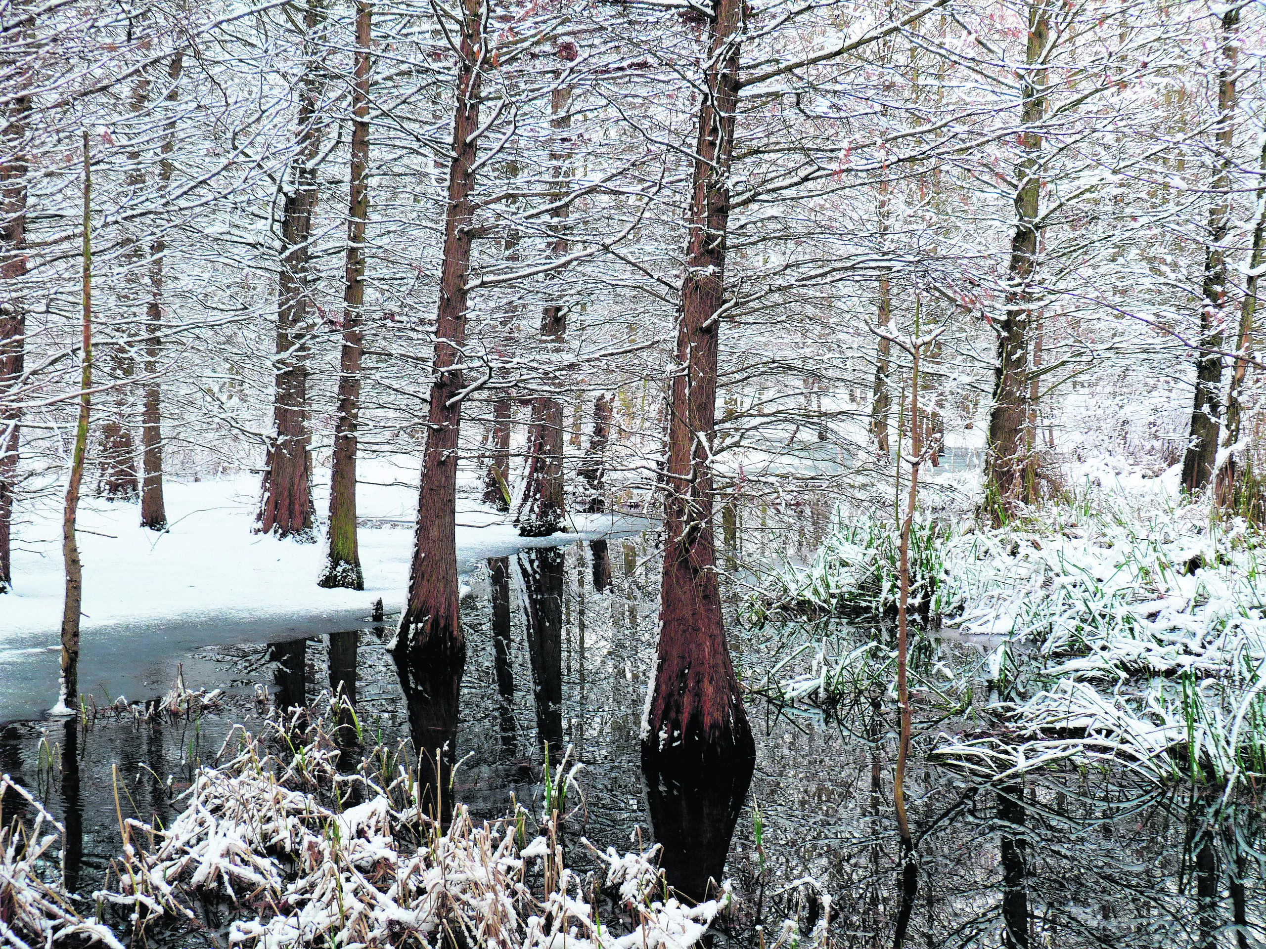 30 Jahre Tertiärwald