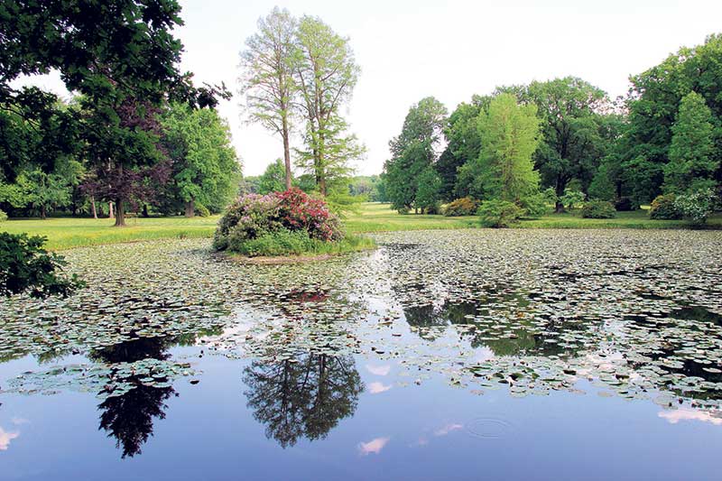 In Reuthen blüht der Parkteich