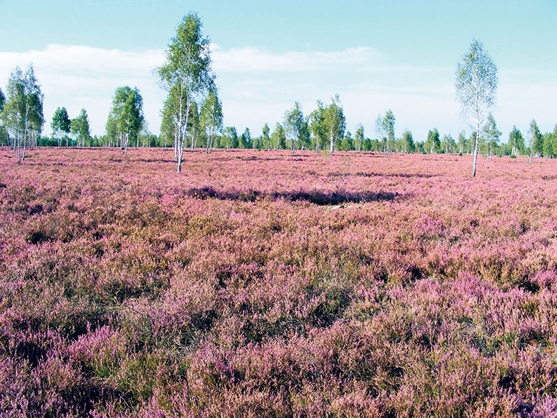 Guben: Blühende Heide als Ziel