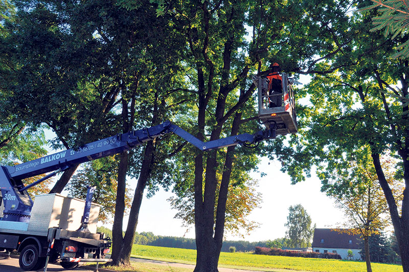 Baumschnitt im Herbst