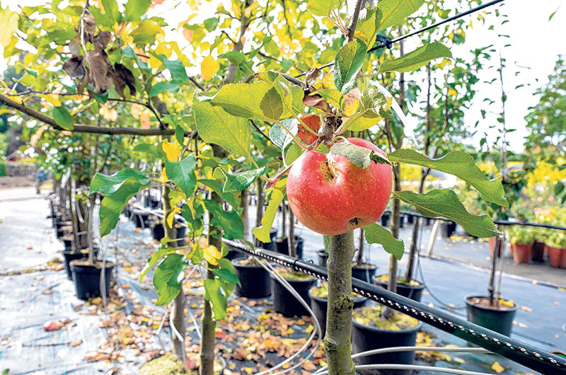 Dubrau: Obsttag in Dubrau