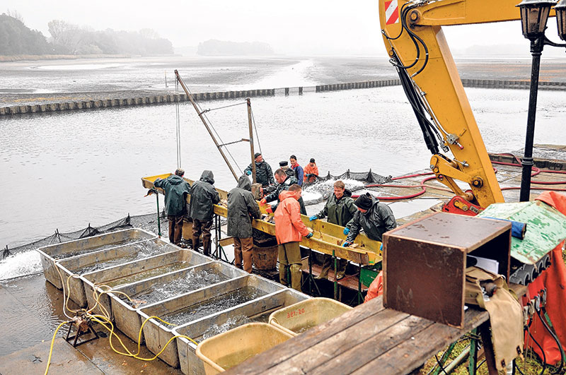 Peitz: Die Zeit des Fischgenusses startet